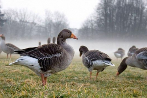 Jak hodować gęsi w domu?